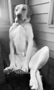 Jake, Jean Rabe's handsome yellow lab, mugs for the camera in black and white